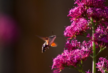hovering above flowers
