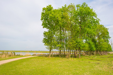 Trees along the shore of a lake in spring