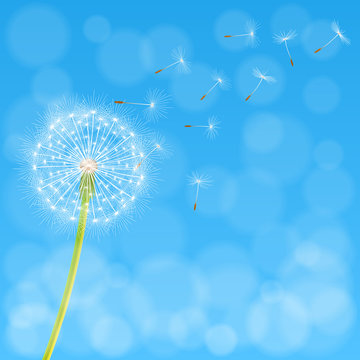 Abstract spring background with dandelion flower and seeds, vector illustration.