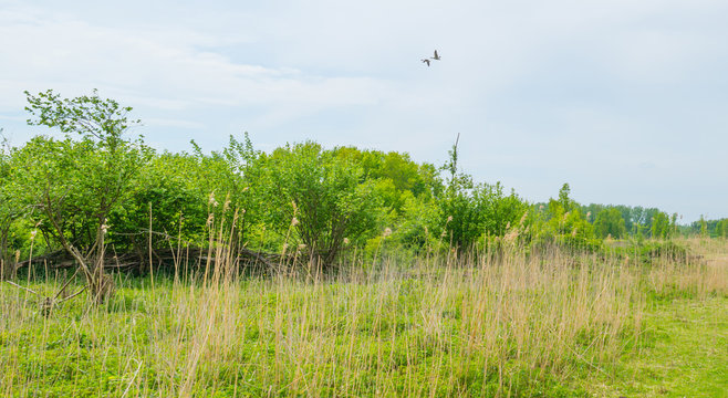 Geese flying over a field in wetland in spring