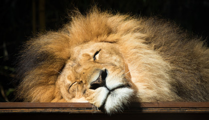 Close up sleeping lion
