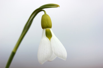 Snowdrops in the spring 