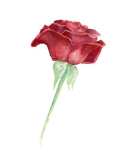 watercolor red rose