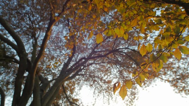 Background with Orange tree evening. Sunlight