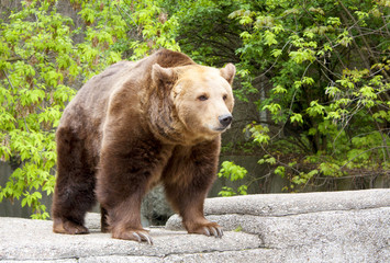 Bear on the Rock