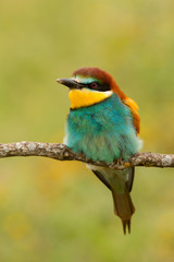 Portrait of a colourful bird