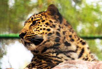 Fototapeta na wymiar portrait of a beautiful leopard