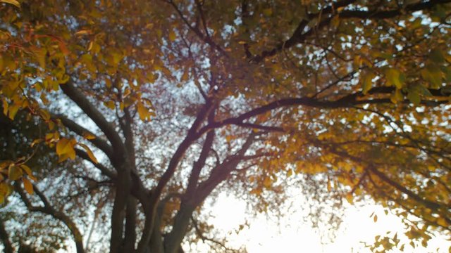 Background with Orange tree evening. Sunlight