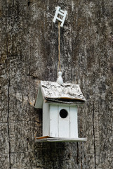 White lonely nesting box on a very old tree