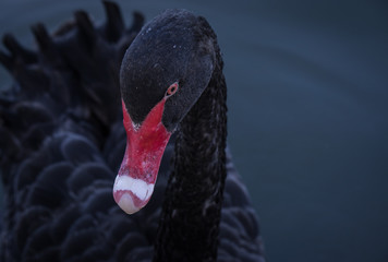 Close up of black swan on lake © Tobias