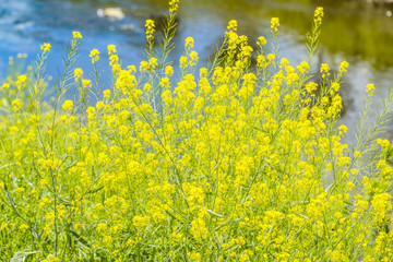 Fototapeta premium 菜の花