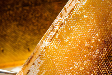 Uncapped honeycomb with the  honey on a  background of other honeycombs,  beekeeping, sericulture and apriculture concept