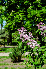 Fototapeta na wymiar Lilac tree blossoming on spring