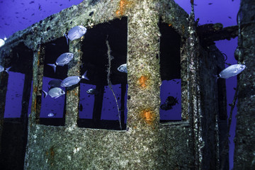 Fish near the wheelhouse  © Raymond