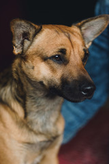 Young dog on background