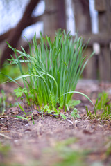 Sprouted garlic, green feathers, at their summer cottage in the spring and summer