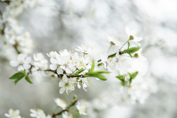 Blossoming of cherry flowers in spring time, natural seasonal vintage hipster background