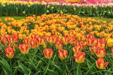 Blooming flowers in Keukenhof park