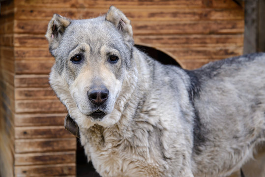Central Asian shepherd dog closeup