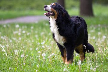 Bernese Mountain Dog looks outdoors, on green grass