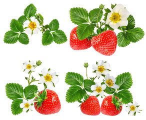 strawberry and strawberry flower isolated on white