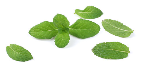 Mint leaf green plants isolated on white background, peppermint aromatic properties of strong teeth