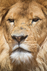 Close Up Lion
