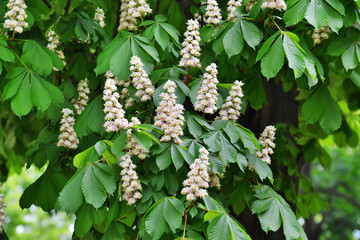 Chestnut flowers on tree branches - Aesculus hippocastanum