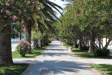 Fototapeta na wymiar Flower avenue along the route beside the beach