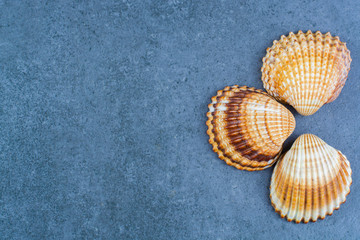 Thee colorful sea round shells, copy space