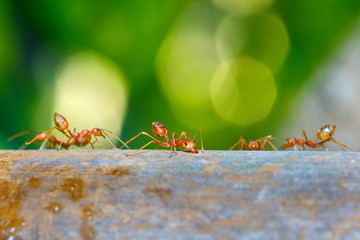 Ant, Ant in nature.