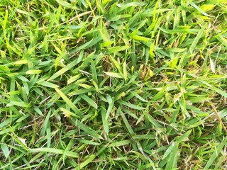 Green grass background. Cluster of green grass on the ground