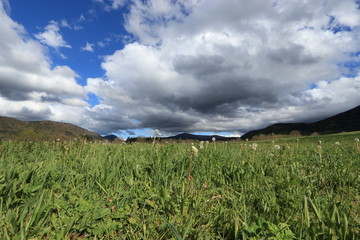 Prairie au printemps et pissenlits dans les Pyr&eacute;n&eacute;es audoises, Occitanie dans le sud de la France