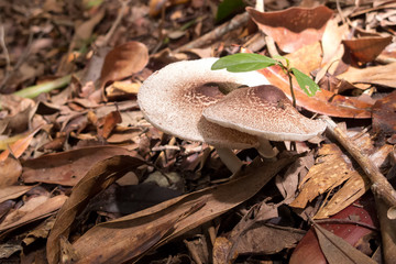 Fungi growing on forest floor