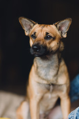 Young dog on background