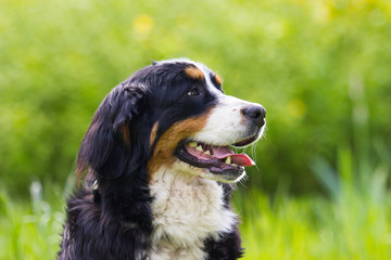 portrait Bernese Mountain Dog looks outdoors, on green grass