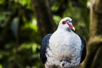 White-headed pigeon