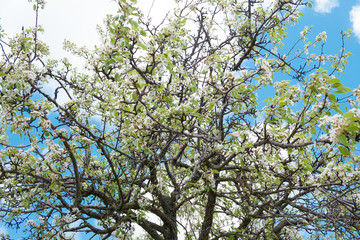 Cherry tree