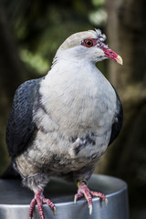 White-headed pigeon