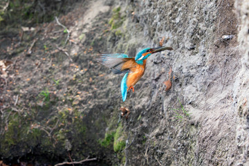 Kingfisher with fish in beak flying towards nest hole.