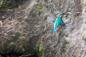 Fototapeta na wymiar Kingfisher with fish in beak flying towards nest hole.