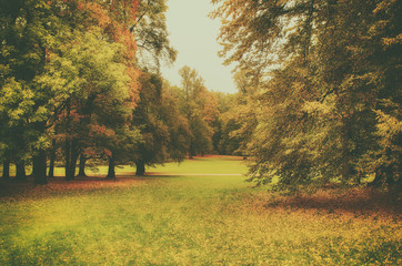 Autumn park with orange trees and meadow , natural seasonal hipster background