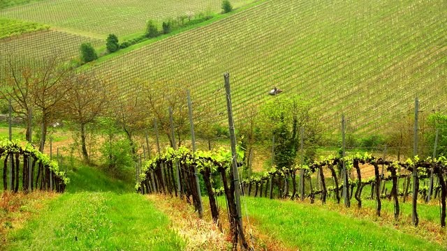 timelapse of tractor in vineyards on the hills of Emilia Romagna in Italy