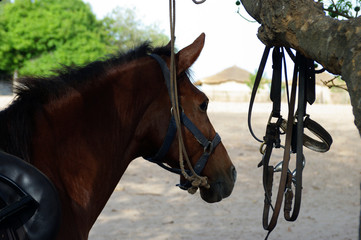 Profil équin et bride - 2 © Clemence Béhier