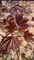 клен весной