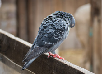 Fluffy feathered pigeon