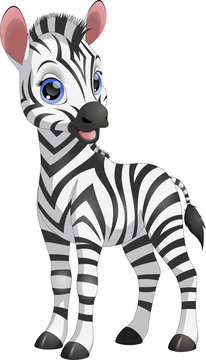 Cute funny zebra