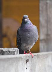 Pigeon looking at camera
