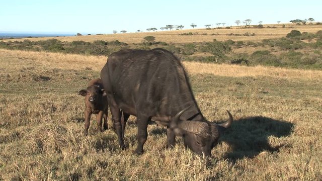 Buffel with child