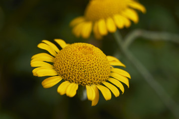 Anthemis tinctoria 